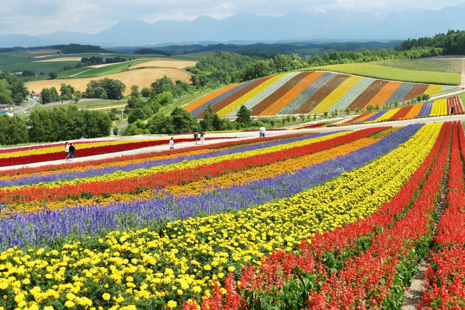 Rows of colourful flower fields across the rolling hills of Biei in Hokkaido