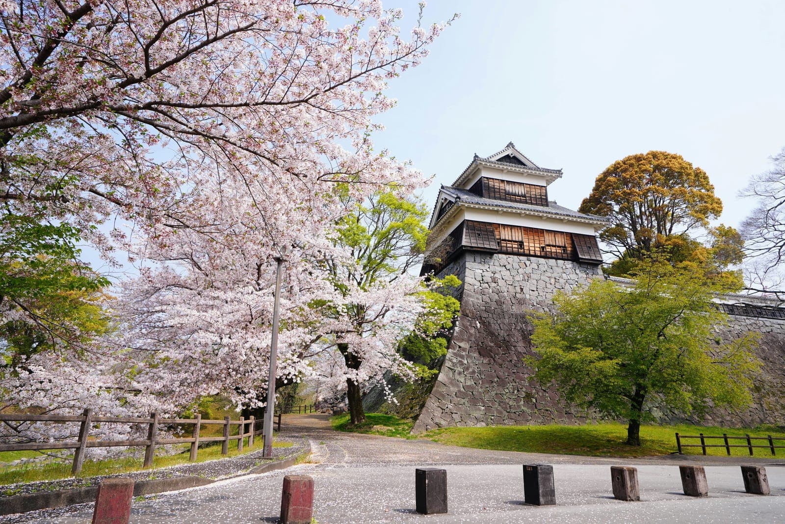 桜に包まれ、石垣の上にそびえる熊本城の天守