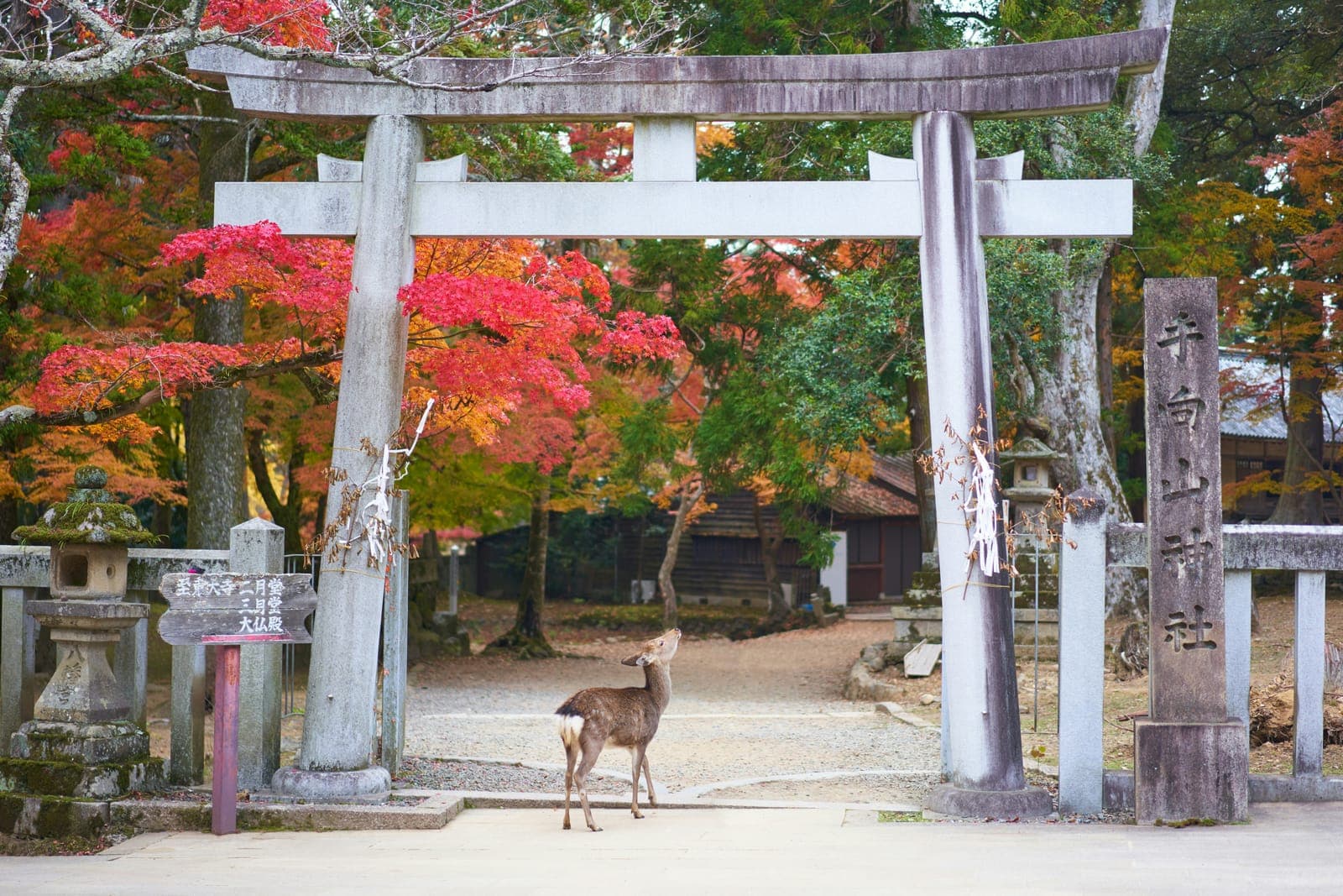 奈良の風景