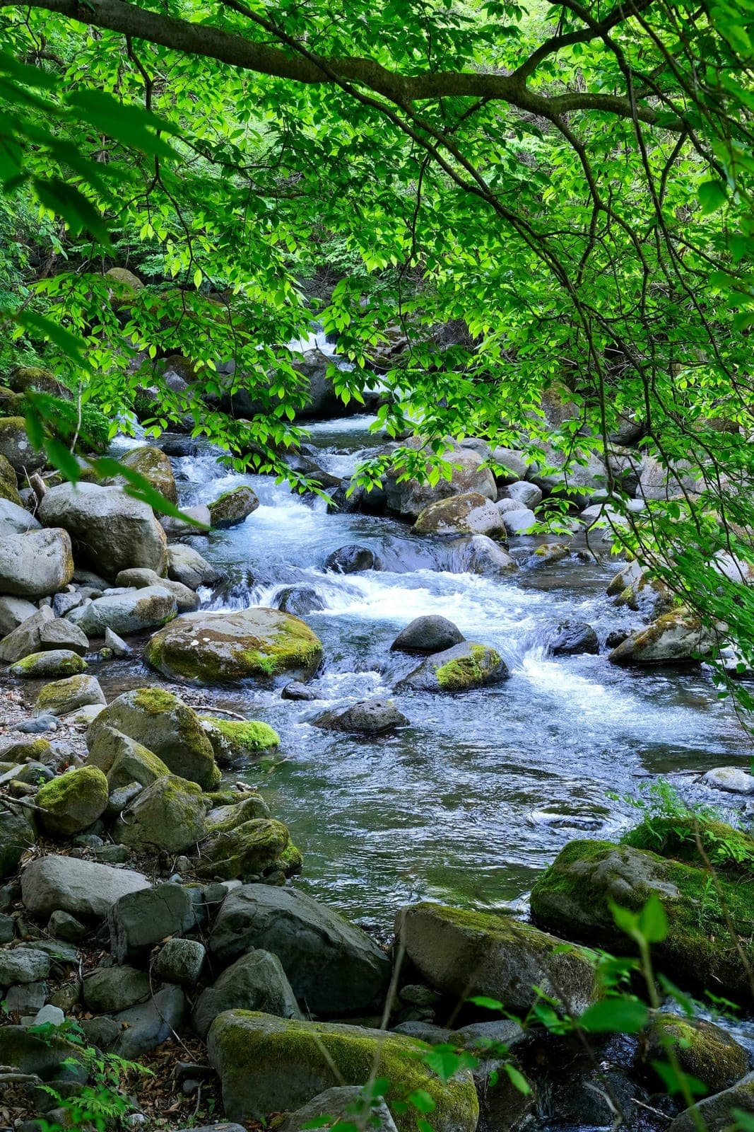A clear mountain stream running through lush green forest in Tochigi